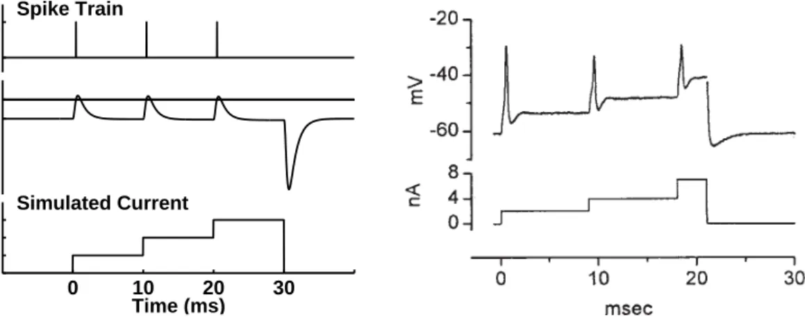 FIG. 2.7: Left: Model output spike train (top) and the corresponding model membrane potential (middle)