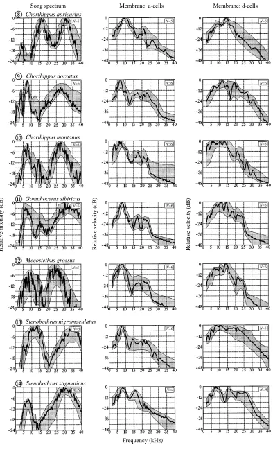 Fig. 1. Frequency spectra ofthe courtship songs (column 1)and the oscillations of thetympanal membrane at theattachment sites of the a-cells(column 2) and the d-cells(column 3) in 14 males ofdifferent species of the acrididsubfamily Gomphocerinae.The curve