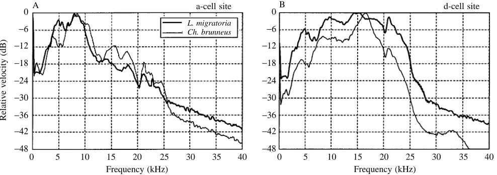 Fig. 3. Relationships between the area of the tympanal membrane and the frequency for maximal membrane oscillation at the site of attachmentof the a-cells (A) or the d-cells (B) for the males of 20 acridid species