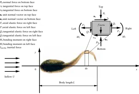 Fig. 1. Hydrodynamics, inertial force, elastic forces and moments acting on a longitudinal segment of a ﬂexible body in transverse movements.Digitized offset of the realistic tadpole is illustrated from a top-view picture