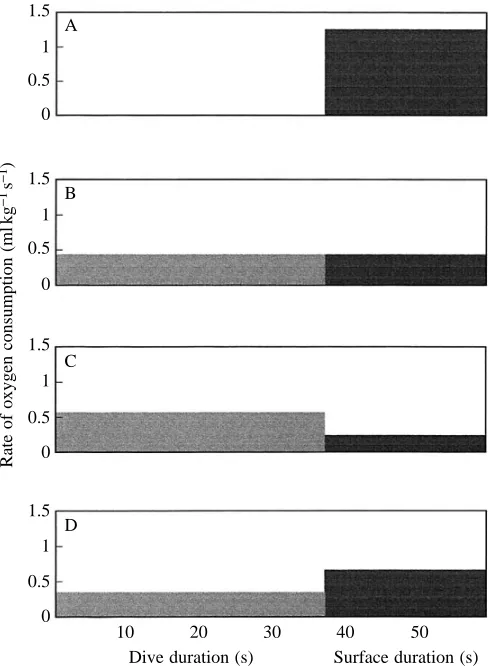 Fig. 1. (A) Rate of oxygen consumption (Vmeasured by gas analysis during the recovery phase after a dive