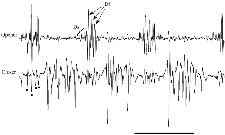 Fig. 1. EMG recording from thecoxal–femoral (CF) opener (uppertrace) and closer muscles (lowertrace) of the left mesothoracic leg ofthe cockroach during running