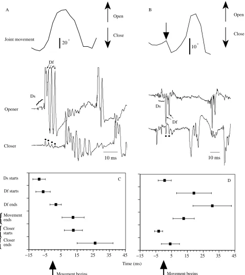 Fig. 2. (A,B) Wind-evoked EMGs (lower panels) and movement responses (upper panels) of the CF joint in the left mesothoracic leg