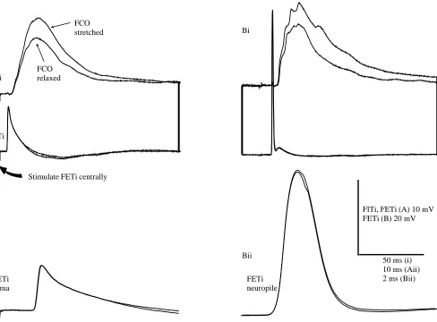 Fig. 7. (A,B) There is no major change in the shape of the FETi spike correlated with the changes in the amplitude of the FlTi EPSP