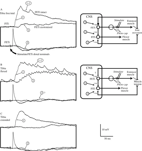 Fig. 2. (A–C) Peripheral reﬂexes induced by extensor muscle contraction. Each record shows intracellular recordings from a FlTi motor neurone (toptraces) and FETi (bottom traces), in response to stimulating the distal FETi axon terminals