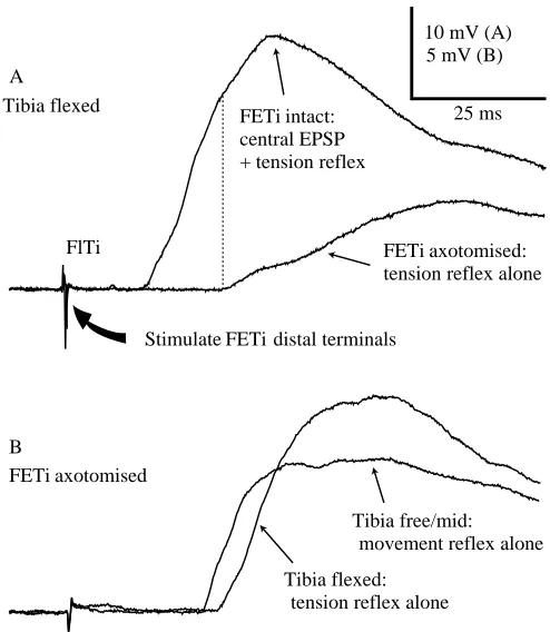 Fig. 3. (A,B) The relative timing of central and peripheral componentsof the compound EPSP