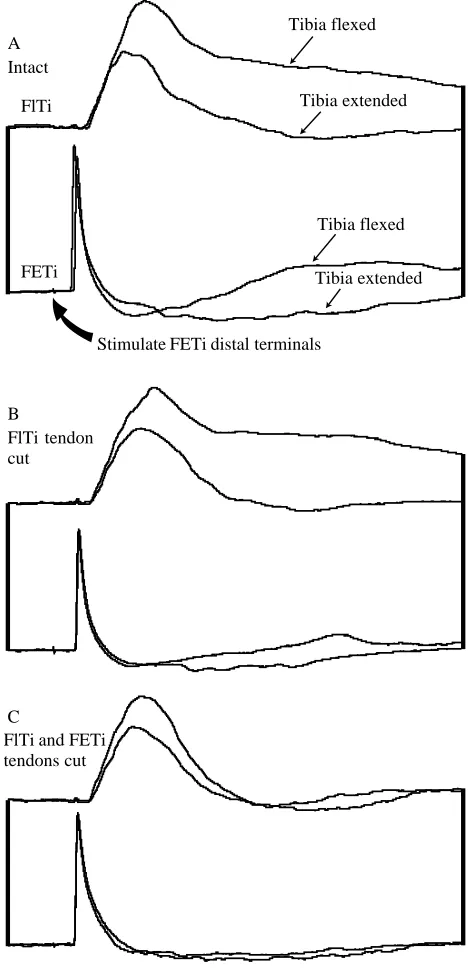 Fig. 4. (A–D) Changes in the amplitude of the central EPSP causedby different leg positions persist after elimination of tension feedbackchange in both components persists after cutting the ﬂexor tendon.(C) The second component is abolished by cutting both