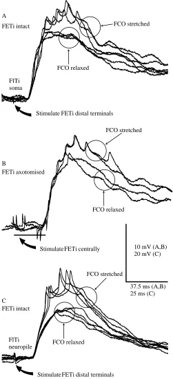 Fig. 5. (A–C) Manipulation of the FCO tendon changes the amplitudeof the central EPSP with a high degree of consistency