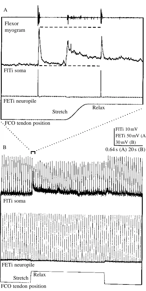 Fig. 6. (A,B) The change in the amplitude of the FETi-induced FlTiEPSP caused by the FCO is not caused by summation with postsynapticinhibition