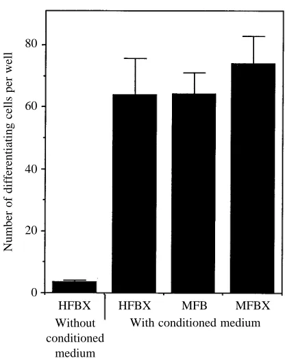 Fig. 2. Differentiation of isolated midgut stem cells from Manducasexta cultured in the presence of a 1:1 mixture of fresh medium:cell-
