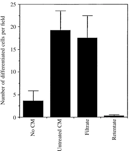 Fig. 6. Differentiation of isolated stem cells cultured with a 1:1mixture of cell-free conditioned medium:fresh medium