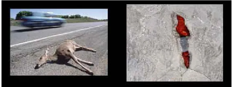 Figure 1.3 Road kill image and Destruction as Second Nature 2007 