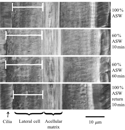 Fig. 2. Individual traces of changes in the height of lateral cells fromMytilus californianus acclimated to 100 % ASW, exposed for 1 h to60 % ASW and subsequently returned to 100% ASW