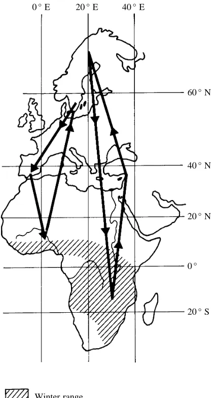 Fig. 3. Spring and autumn migration corridors of whooping cranesGrus americana, as determined by aerial radiotracking betweenbreeding and winter places