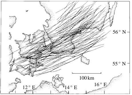 Fig. 6. Geographic migration pattern of knots Calidris canutuspassing south Scandinavia in spring