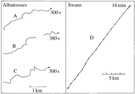 Fig. 7. Flight paths of albatrosses and swans recorded by trackingradar while the birds ﬂew over the sea