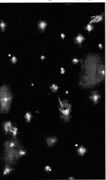 Figure 13. Ross Bleckner, "Two 1988.