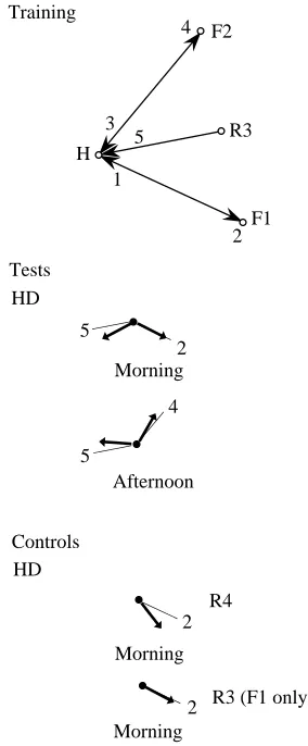 Fig. 4. Integration of two simultaneously activated vector memories.Training situation as in Fig