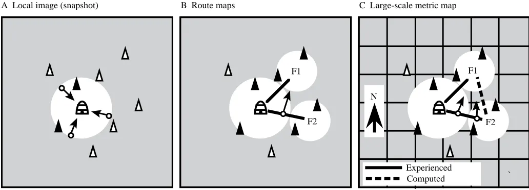 Fig. 1. Three ways in which an animal may learn about spatial relationships in its foraging range