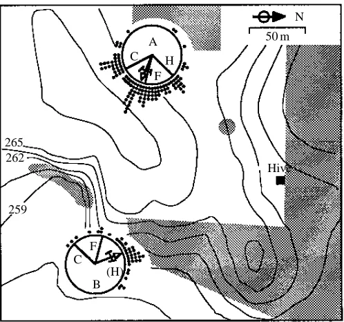 Fig. 2. Experimental demonstration that bees cannot solve theproblem presented in Fig