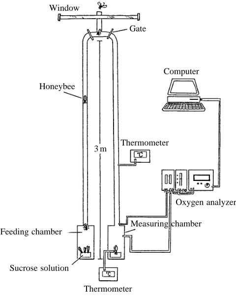 Fig. 4. Rate of oxygen consumption plotted against temperaturedifference between thorax (Tth) and environment (Ta) in the measuringchamber (based on eight individuals) (after Esch et al