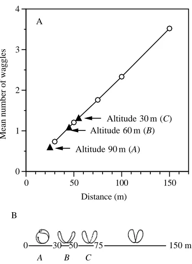 Fig. 5. (A) Distance curve (circles) measured for dancing beesforaging at ground level and at distances indicated by dances of beesforaging at a feeder suspended from a weather balloon at threedifferent altitudes (triangles)