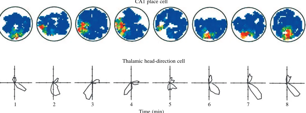 Fig. 2. Illustration of drift of the azimuthal component of place and head-direction cells during foraging behavior on the ﬂoor of a high-walled,cylindrical chamber, 76cm in diameter