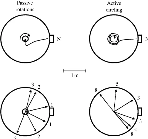 Fig. 2. Compensation for rotations by hamsters. Upper row, left: thesubject was lured from its nest (N) to a food source located on a smallplatform at the arena centre