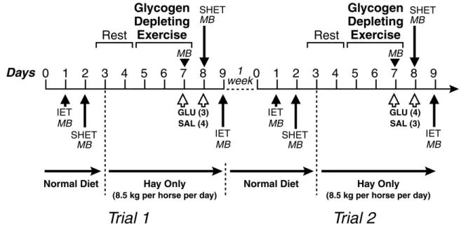 Figure 3.1: Time-line of the experimental protocol. MB: muscle biopsy, IET: incremental exercise test, SHET: single high-speed exercise test, GLU: glucose treatment, SAL: