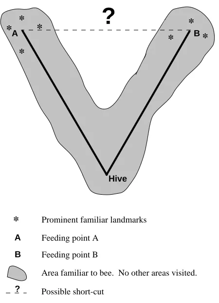 Fig. 1. A hypothetical short-cut experiment. Bees are trained to forageat sites A and B