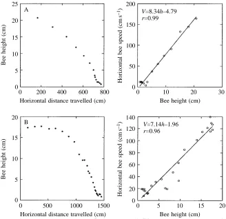 Fig. 5. Analysis of ﬂight trajectory whilstlanding on a horizontal surface, shown for two7.14radsbees (A) and (B)