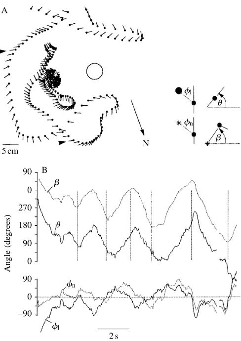 Fig. 1. The structure of learning ﬂights. (A) A typical learning ﬂightof a of the landmark