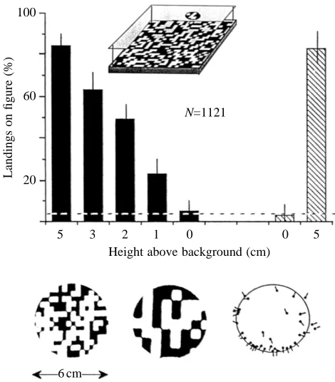 Fig. 1. The use of size-independent cuesfor range discrimination. Insets to the leftshow the training and test situations.During training, the rewarded disc wasplaced 70 mm above the ground