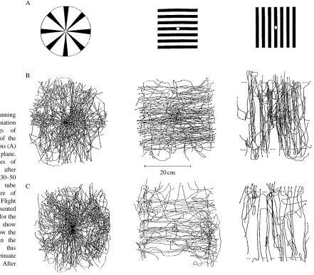 Fig. 5. (A,B) Examples of ﬂight trajectories of bees video-recordedfrom above in situations I and II shown in Fig