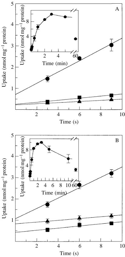 Fig. 1. Initial uptake of (A) proline or (B) glycine at pH10 versustime, with (circles) or without (squares) a potassium gradient or withno potassium present (triangles)