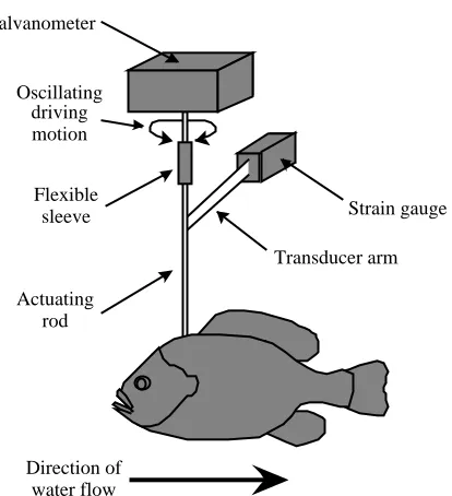 Fig. 1. Swimming model in a ﬂow tank. Model sunﬁsh generatedthrust when an oscillating, sinusoidal bending couple was transferredfrom the galvanometer via an actuating rod with a single linkage tothe model