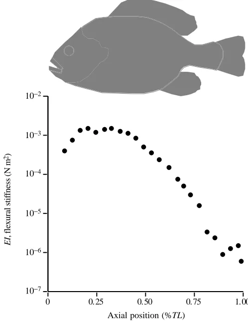 Fig. 2. Flexural stiffness of a model as a function of axial position.Flexural stiffness, EI, was calculated using standard engineeringformulae (see Materials and methods) and decreases by three ordersof magnitude from head to tail