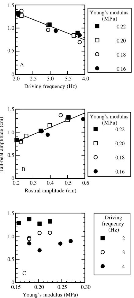 Fig. 5. Tail-beat amplitude of swimming models. This kinematicYoung’s modulus (MPa)live ﬁsh could maintain a constant tail-beat amplitude, with increasingtail-beat frequency, by increasing rostral amplitude