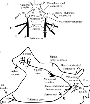 Fig. 1. Pathways mediating the tail-evoked siphonreﬂex, and the sites of nerve crush. (A) Schematichave been found in the pleural ganglia (Walters diagram of ring ganglia (excluding the buccalganglia) showing ipsilateral pedal nerve crush