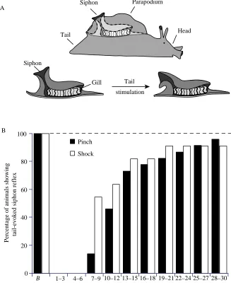 Fig. 2. Recovery of the siphon reﬂex elicited bycutaneous stimulation of the side of the tailtests were conducted 2 days before nerve crush.The dashed line represents the percentage ofanimals that responded to stimulation of theipsilateral to pedal nerve c