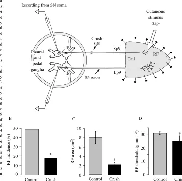 Fig. 3. Restoration and sensitization ofVC sensory neurone receptive ﬁeldsanimals). On both sides, the rapidsampling procedure was selective forlarger methods)
