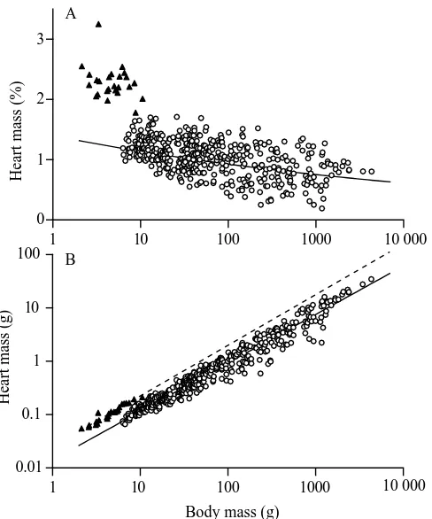 Fig. 2. (A) Heart mass (as a percentage of body mass) and (B) heartmass (g) plotted against body mass (g) for 488 species of birds,including 25 species of hummingbirds