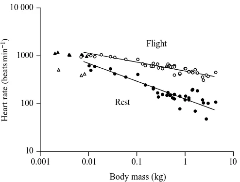Fig. 3. Heart rate (beatsmin�species of birds, including seven species of hummingbirds at rest(open triangles) and during ﬂight (ﬁlled triangles)