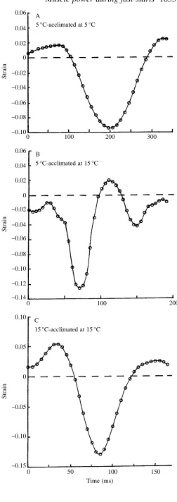 Fig. 3. Calculated values of muscle ﬁbre strain ﬂuctuations at 0.52Lduring fast-starts in short-horned sculpin acclimated to either 5 ˚C or15˚C.