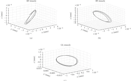 Figure 4: An example of three dimensional displacement of RF, BF and GL muscle belly under vibratory stimulation
