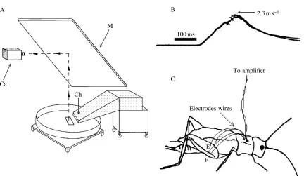 Fig. 2. The experimental set-up. (A) Arrangement of the behavioral testing arena. Ca, camera; M, mirror; Ch, wind channel