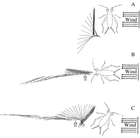 Fig. 3. Three representative escape responses of the cricket Gryllusbimaculatus to a wind stimulus