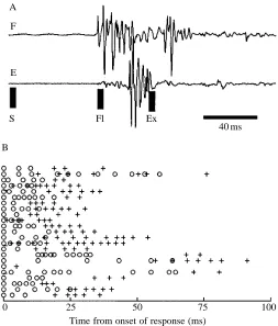 Fig. 11. EMG recordings from tibial ﬂexor and extensor muscles ofa hind leg during a jump