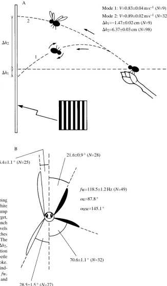 Fig. 2. (A) Kinematics of Chalcoides aurataheight gain during jump. See text for further explanationof calculations
