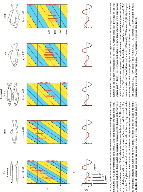 Fig. 1. Body forms of the seven species of ﬁsh studied are shown at the top. During steadyswimming, the dorsal and ventral ﬁns of the trout, saithe and mackerel are held close to the